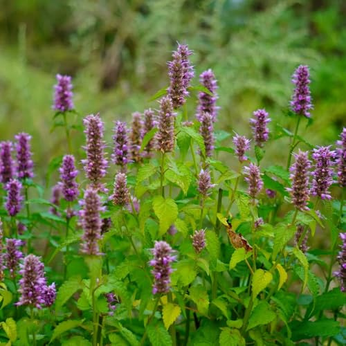 Semi di ortica profumata, al coperto giardino roccioso 50pcs