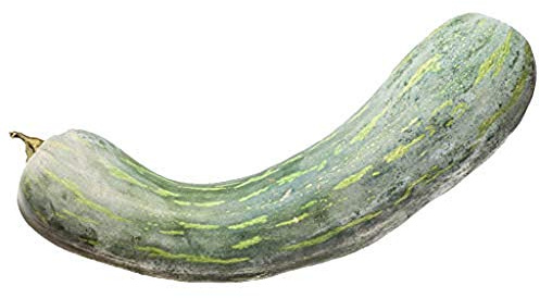 ZUCCA LUNGA DI NAPOLI NR.25 SEMI