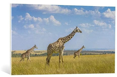 kunst für alle Leinwandbild: Husain Alfraid Trio Giraffen - hochwertiger Druck, Leinwand auf Keilrahmen, Bild fertig zum Aufhängen, 100x55 cm