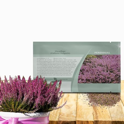 Outsidepride Heather Seeds - 1000 Pcs. Perennial, Easy to Grow & Low Maintenance, Flower Seeds for Planting Low-Growing, Vibrant Pink Blooms with Evergreen Foliage for Borders, Beds & Summer Gardens