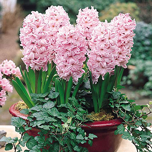 Millthorpe Plant Centre - 3,5,6 or 10 x 'Fondant' Light Pink - Indoor Prepared Hyacinth - Free P&P (3)