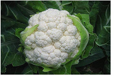 PREMIER SEEDS DIRECT - Cauliflower - Igloo - 3 Grams - Early Variety