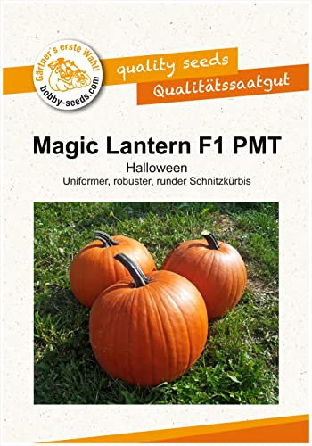 Bobby-Seeds Kürbissamen Magic Lantern F1 PMT Portion