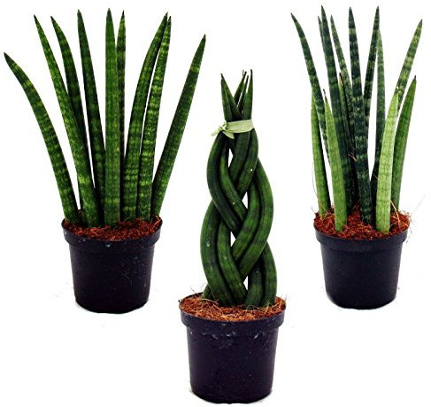 Exotenherz Sansevieria cylindrica - Pfiffiges 3er Set im 9cm Topf - Bogenhanf, Schwiegermutterzunge