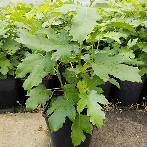 Grüner Garten Shop Feigenbaum Gustissimo ® Perretta® großfruchtig birnenförmig Pflanze im 5 Liter Topf ca. 30-40 cm