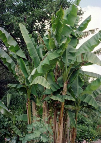Musa X paradisiaca - Echte Fruchtbanane - 10 Samen -