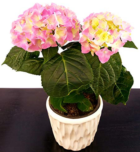 POWERS TO FLOWERS - ORTENSIA ROSA IN VASO CERAMICA BIANCO CON SPATOLATURA IN RILIEVO, pianta vera