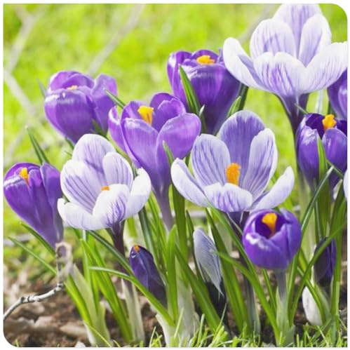 Rizomi di Crocus-Resistente e Facile da Curare/Colore Vivido/Decorazione per Casa e Giardino/Per Ogni Spazio-F-6 Rhizome