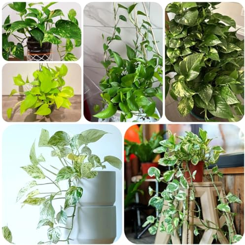 pothos rara decorazione murale verde rampicante semi di pothos decorazioni autunnali per il soggiorno rampicanti sospese resistenti da giardino e da balcone giardino, 300semi