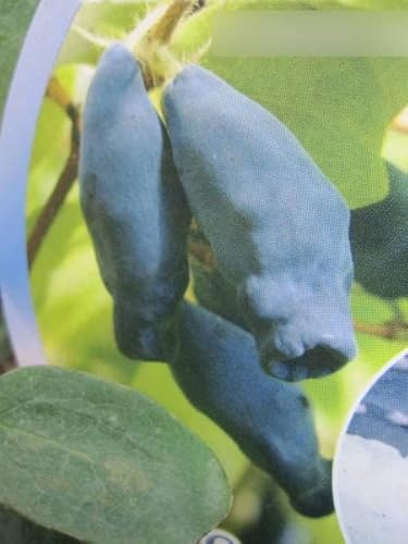 Lonicera kamtschatica Eisbär® - Sibirische Blaubeere Eisbär® - 40-60