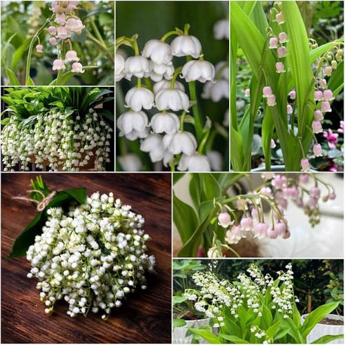 maiglöckchenzwiebeln balkon deko winterfeste für kübel pflanztopf zimmerbonsai bonsai blumenzwiebel winterharte stauden mehrjährig winterharte balkonpflanzen frühblüher 5zwiebeln