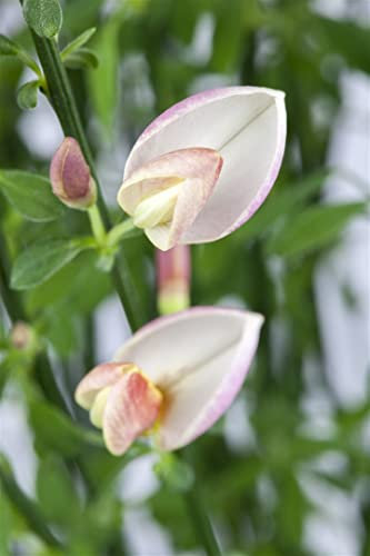 Cytisus scoparius 'Moyclare Pink' 60–80 cm – Winterhart, Mehrjährig, Pflegeleicht – Besenginster – Zierstrauch für Garten & Rabatte