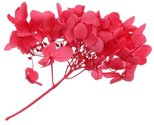 ERINGOGO Fiori Di Ortensia Essiccati Veri Materiale Per Fiori Di Ortensia Immortali Da Te Accessori Per Decorazioni Da Te Materiali Per Manuali Fatti Mano