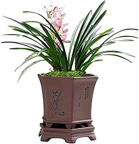 LAUMZX Vaso esagonale tradizionale cinese in argilla viola, vaso da fiori in ceramica inciso con drenaggio, vaso per orchidee, bonsai e piante grasse, regalo decorativo per interni, esterni e ufficio.