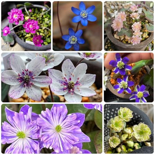 semillas de hepática, balcón de jardín de hepática de silvestres perennes resistentes de medicinales 130pcs