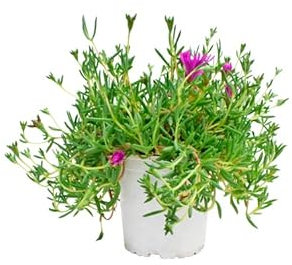 Mesen Natural Planta Rastrera Resistente y Fácil de Cuidar Ideal para Iniciarse en la Jardinería