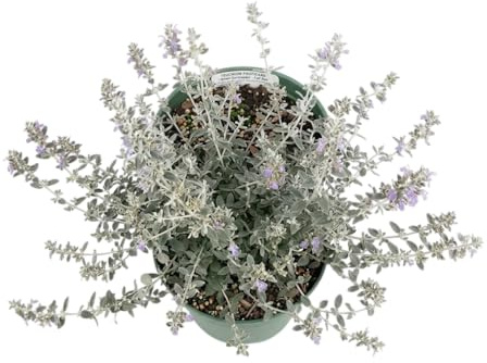 Planta Natural de Teucrium para Espacios Exteriores Decorativos | Arbusto Mediterráneo para Jardín y Terraza DECOALIVE