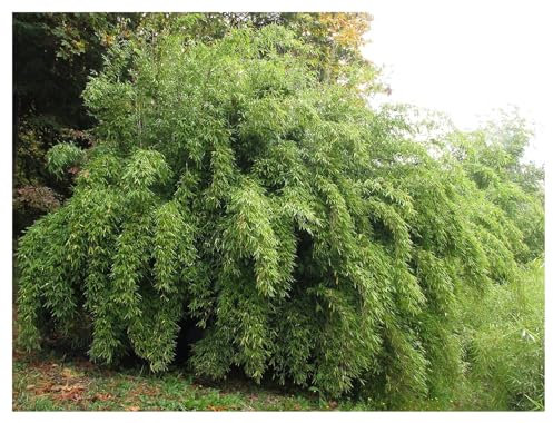 1 x Fargesia denudata 'Lancaster 1' im C2 Topf (Bambus/Winterhart/Ziergras/Mehrjährig) Pandabambus - Bambus-Ästhetik für stilvolle Gärten - macht keine Wurzelausläufer - von Stauden Gänge