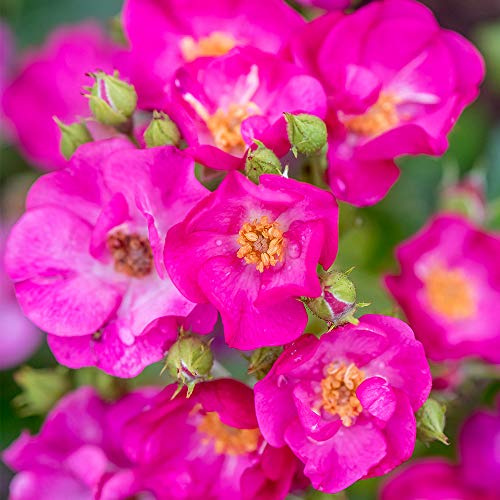 Heirloom Roses Rose Plant - Grape Jelly™ Purple Rose Bush, Floribunda Live Plant for Planting Outdoors