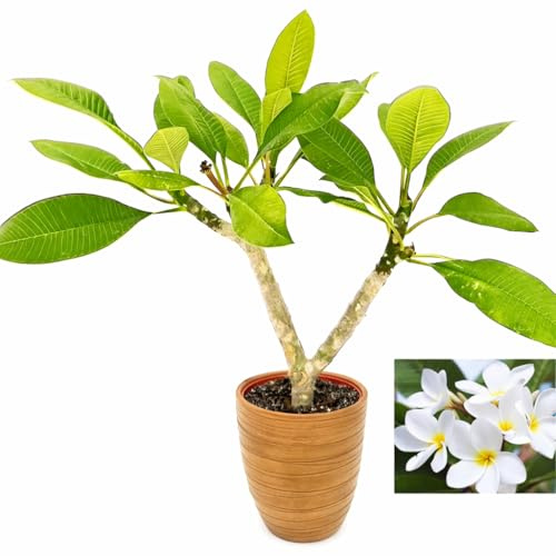 POWERS TO FLOWERS - PLUMERIA FRANGIPANI BIANCA IN VASO CERAMICA BICOLORE, altezza 45/50cm, pianta vera