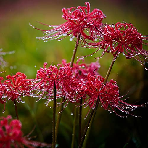 lirio araña, lirio de sangre - en de silvestres, Lycoris radiata decoración otoño temprana Decoraciones jardín 10bulbos