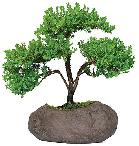 Brussel's Bonsai Live Green Mound Juniper Bonsai Tree - Medium, 5 Year, 6 to 10 Inches - Outdoor Bonsai Tree Live with Rock Bonsai Pot