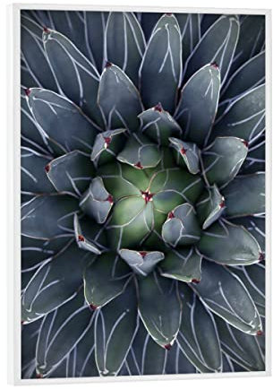 artboxONE Poster mit weißem Rahmen 18x13 cm Natur Agave blau-grün mit Streifen - Bild Agave Agave Blatt