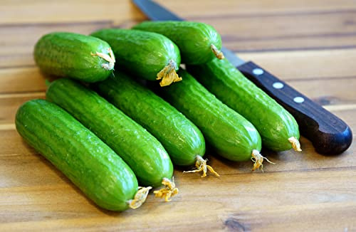 Salatgurke Marketer – Cucumis sativus – Ertragreich, knackig, klassisch – 50 Samen