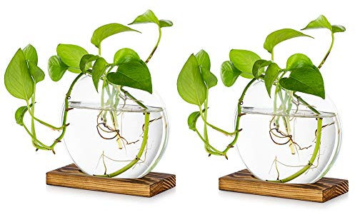 Tischplatte hängen Glas Pflanzer Pcs von 2 Vermehrungsstation Moderne Blumenknospe Vase in Holz Stehen für Hydroponik Pflanzen Stecklinge Büro Home Decoration