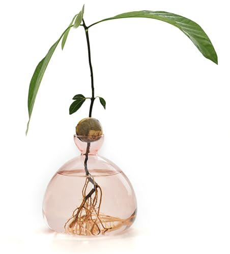 d'avocat - Vase d'élevage - Avocatier - Pot de Culture en Verre Transparent - Cadeau pour l'intérieur et l'extérieur