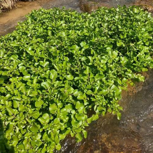 semillas de berros orgánicas resistentes - jardín interior 100pcs
