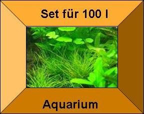 Mühlan Topartikel- 3 Töpfe + 3 Bund Wasserpflanzen, Aquarienpflanzen, Grundbepflanzung für Ihr Aquarium