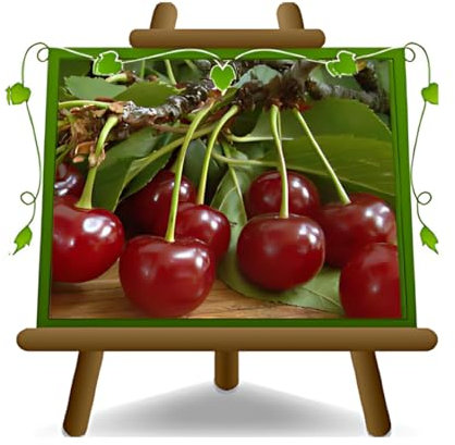 Cerezo ácido cerezo griote en maceta 20 cm. - plantas frutales antiguas - Altura 150-170 cm – 2 años cultivo Italia