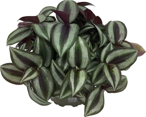 Tradescantia Zebrina Planta Natural de Hojas Colgantes Perfecta como Elemento Decorativo