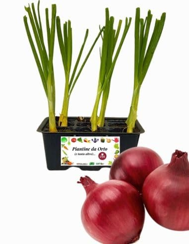 P. Piantine da Orto | Cipolla Rossa, Kit 9 Piantine, Pianta Pronta per il Trapianto, Pianta Vera da Orto, da Balcone e da Esterno, Vivaio Italiano