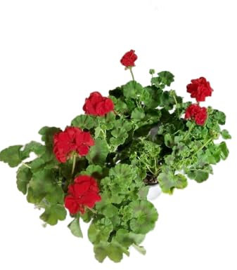 Geranio Rojo |Pack 6 Unidades |DECOALIVE | Geranios con Flores Rojas