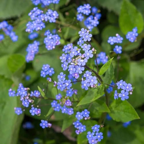 kaukasus vergissmeinnicht - Seltene Serie bodendecker winterhart mehrjährig bonsai gartenpflanzen blumenwiese blumensamen indoor garden 150samen