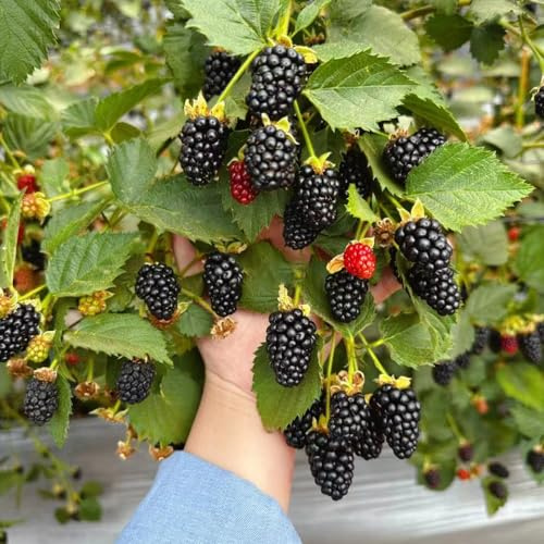 moras - de balcón zarzamora resistentes jardín en de jardín rocas Semillas resistentes balcón 400semillas
