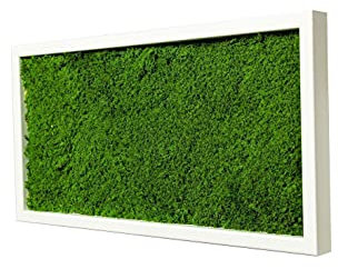 Moosbild Wandbild mit Moos, Moosplatte, versch. Maße (100% Flachmoos)