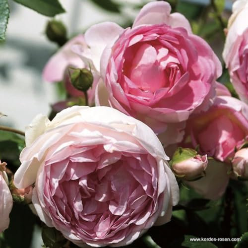 2 x Rose - Rosa 'Jasmina' Topf 25-30 cm - Eine duftende Kletterrose von Kordes mit außergewöhnlicher Schönheit