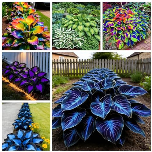 Mixed Funkien/Hosta-Leicht Anbaubare-Dauerwüchsig Winterfest&Prachtvolle Funkien Wurzelstock-Geeignet Für Neueinsteiger-Der Favorit Von Gärtnern-6 zwiebeln-B