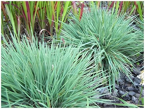 Stauden Gänge 3 x Koeleria glauca Blaues Schillergras winterhart | Blaues Ziergras für Sonne, Blüte Juni bis Juli, mehrjährig, 1 L Topf (11x11 cm)