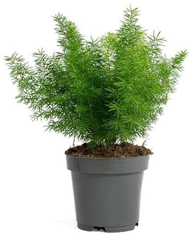 Asparagus Meyeri Natural Planta Ornamental Resistente a Altas Humedades