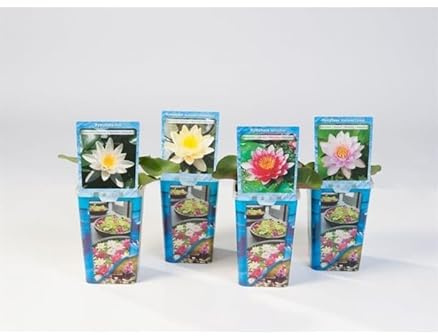 NINFEA RUSTICA RESISTENTE VARI COLORI (4 COLORI MISTI)