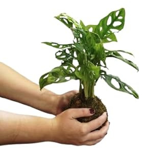 DECOALIVE Kokedama de Monstera Adansonii – Planta Natural Decorativa con Diseño Zen