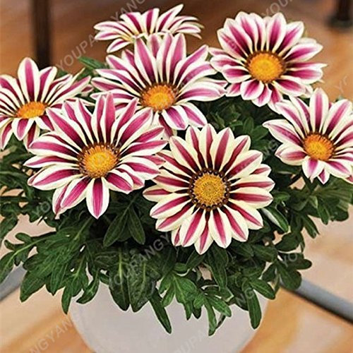 200pcs/Pack Hot Gerbera Seeds Seeds in Vase Chrysanthemum Flowers in Bonsai Plants Domestic Garden of DIY with a Strong Ability to Grow 20