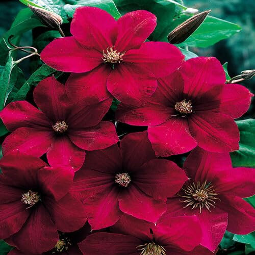 100 Stück rot Clematis-Blumensamen