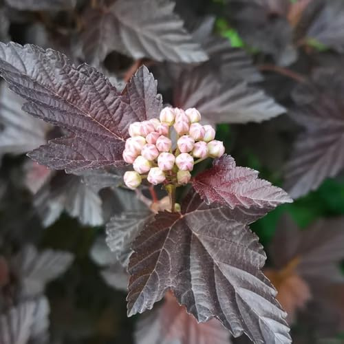 Semi di Physocarpus opulifolius - da esterno resistenti arbusti per il giardino semi di come per gli ospiti arbusti sempreverdi resistenti esotiche 300pcs