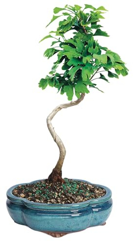 Brussel's Bonsai Live Ginkgo Bonsai Tree - 4 Years, 10 to 14 Inches Tall - Outdoor Bonsai Tree Live in Decorative Ceramic Bonsai Pot