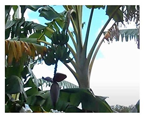 Pcs - 10x Musa Balbisiana Fibre Banana Tree Garden Plants - Seeds ID129 & Plants Shop by Ipsa